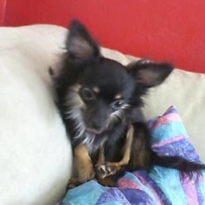 Meet your Posher, Elaina